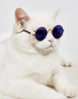 Gojo Catoru