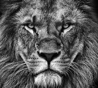 The Lion